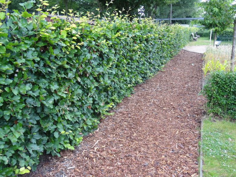 Streng geschnittene Rotbuchenhecke