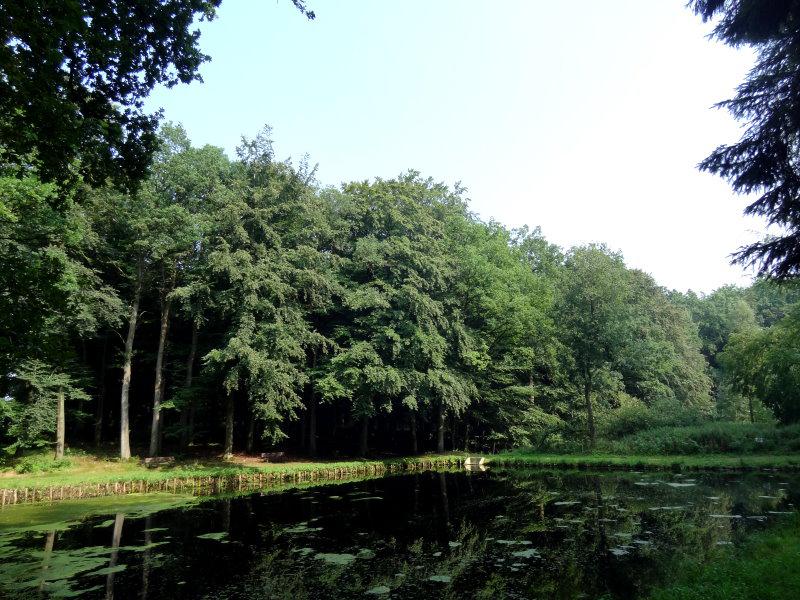 Große Rotbuchen in einem Wald