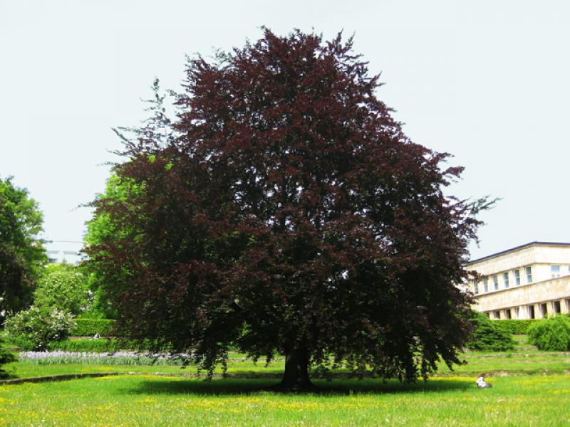 Fagus sylvatica