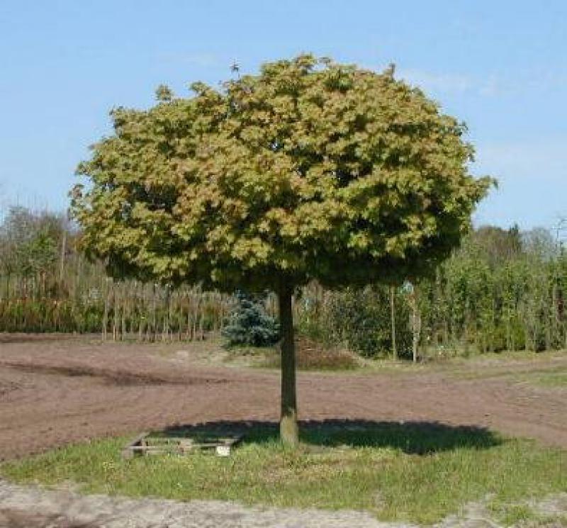 Kugelahorn Sorte: Globosum Höhe: 170-180 cm Dünger 
