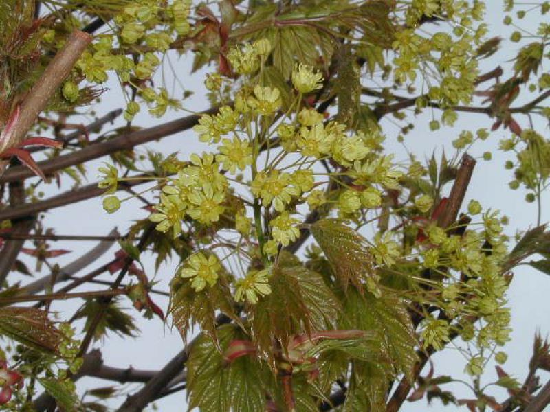 Kugelahorn - Blüte