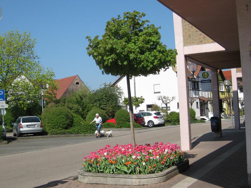 Der Kugelahorn benötigt wenig Platz.