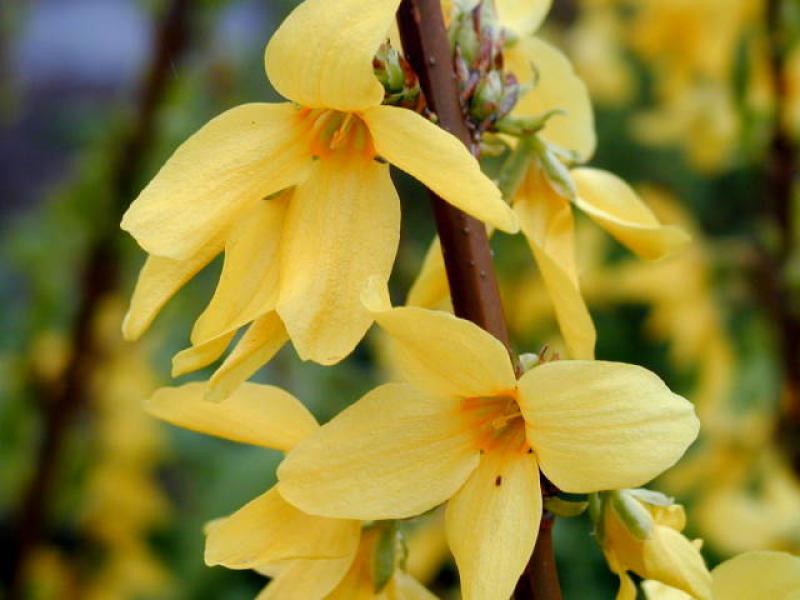 Gelbe Blüten der Forsythie Lynwood Gold