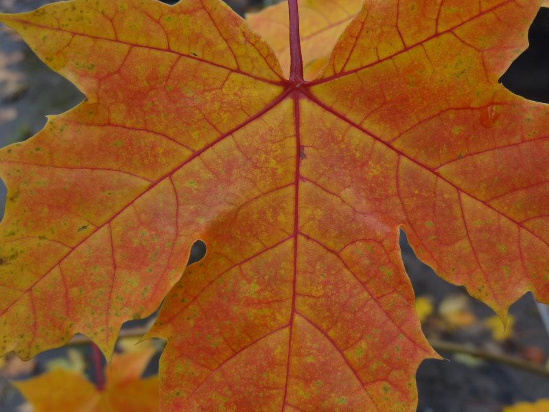 Acer platanoides Princeton Gold im gelbroten Herbstlaub