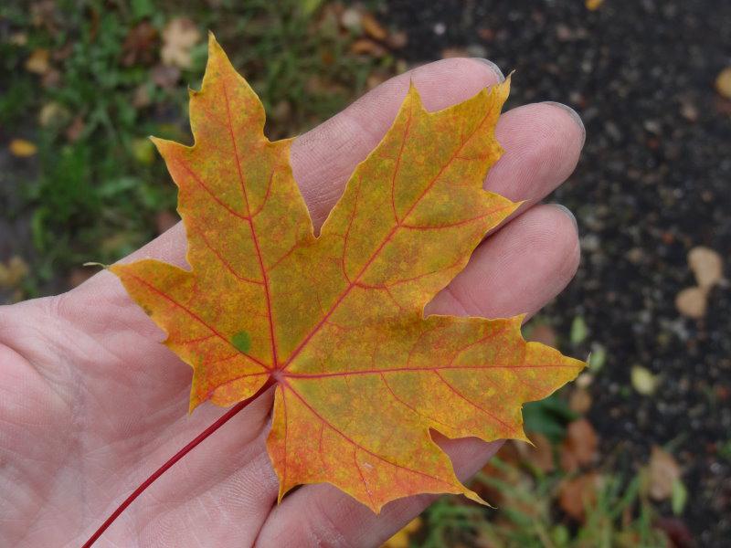 Bunte Herbstfärbung bei Acer platanoides Princeton Gold
