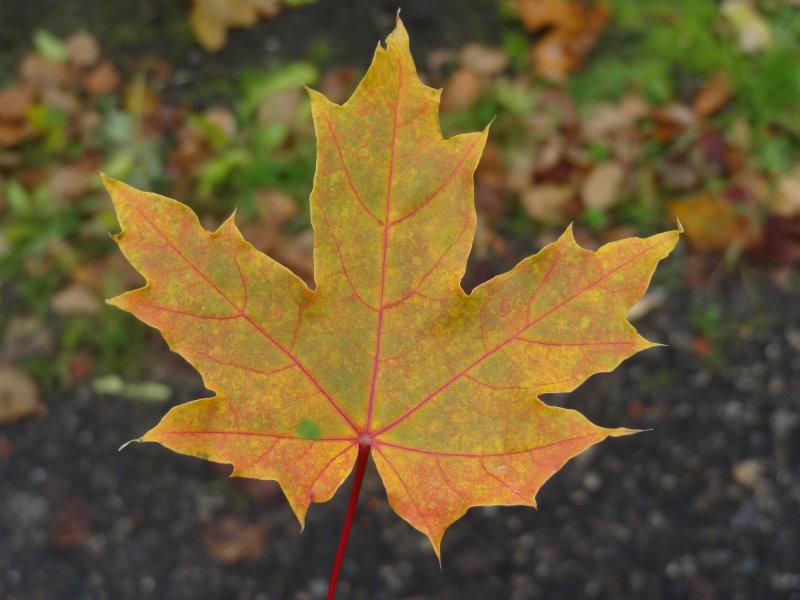 Acer platanoides Princeton Gold - buntes Herbstlaub