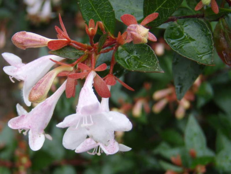 Rosa Blüten der Großblumigen Abelie