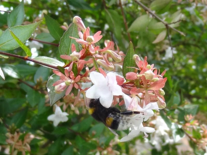 Die Großblumige Abelie wird gerne von Bienen besucht