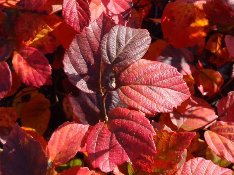 Der Federbuschstrauch in Herbstfärbung