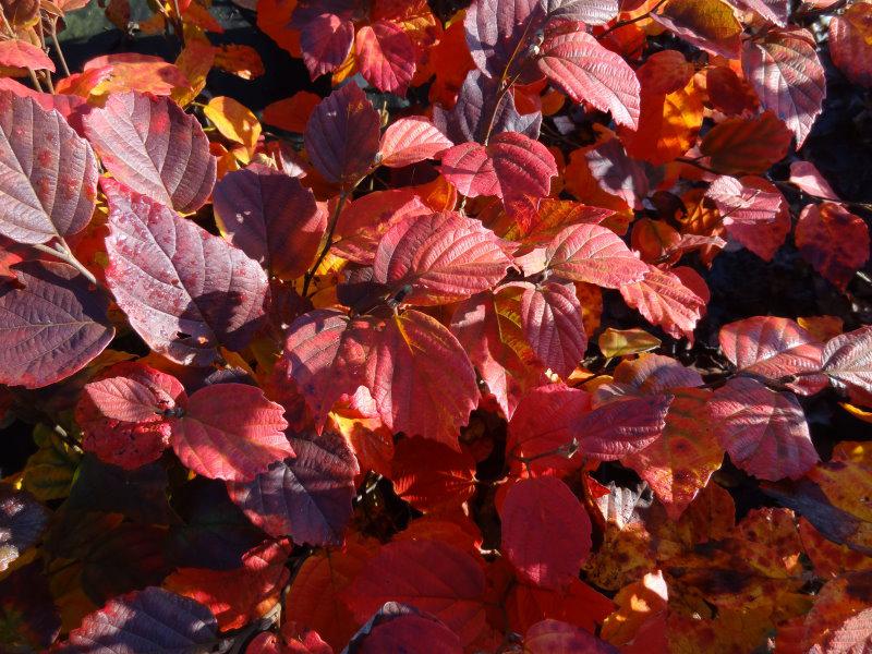 Fothergilla major mit prächtigen Herbstlaub