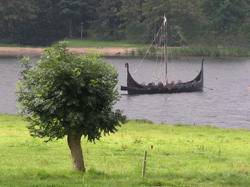 Alte Esche als Kopfbaum geschnitten