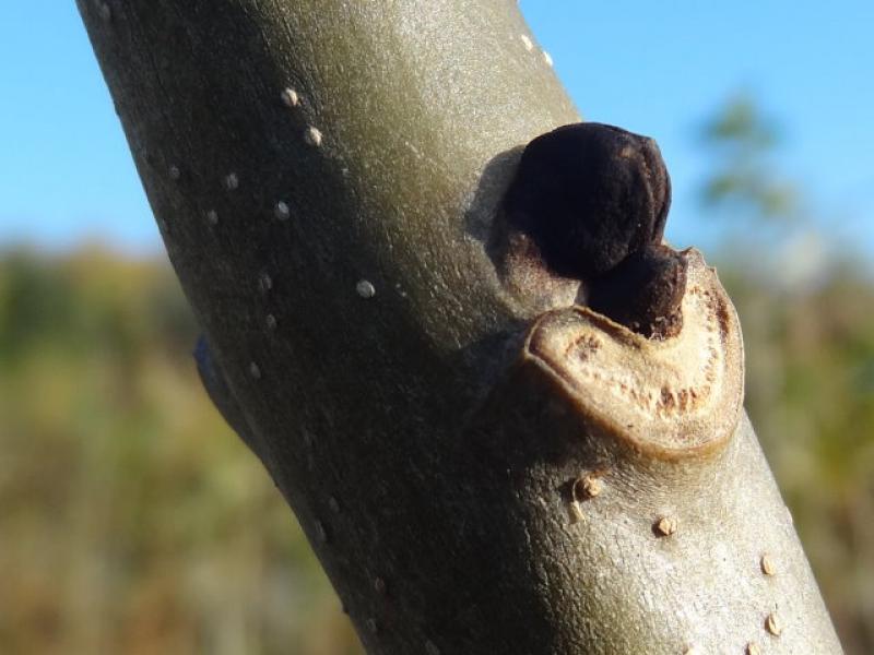 Markante Winterknospe von Fraxinus excelsior