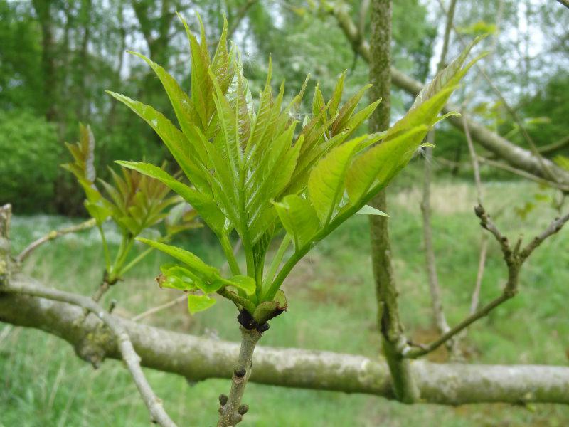 Fraxinus excelsior