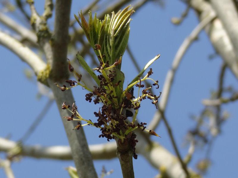 Fraxinus excelsior