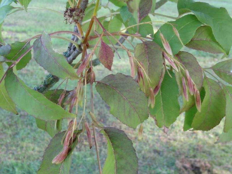 Früchte der Blumenesche