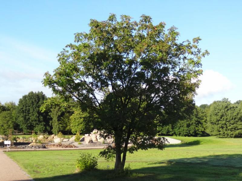 Die Blumenesche ist ein schöner, kleiner Baum.