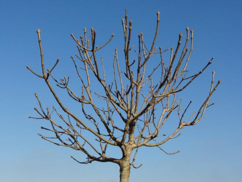 Junge Krone von Fraxinus ornus Mecsek im Winter