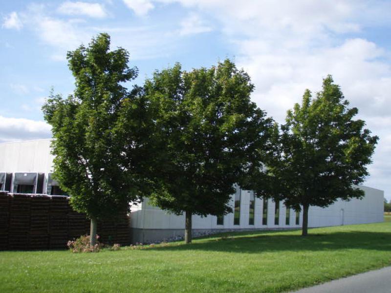 Der Bergahorn, Acer pseudoplatanus, entwickelt sich zu einem großen Baum.