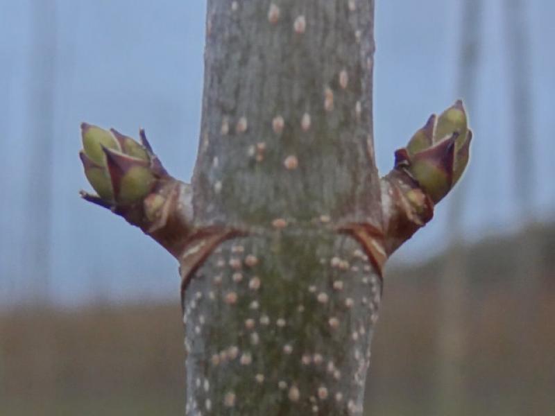 Typische Winterknospen von Acer pseudoplatanus