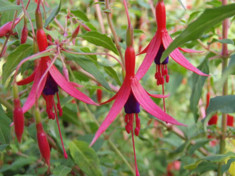 Fuchsia Gracilis