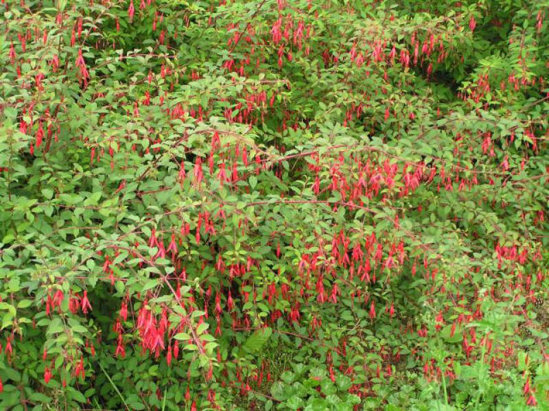 Reiche Blüte an Fuchsia Gracilis