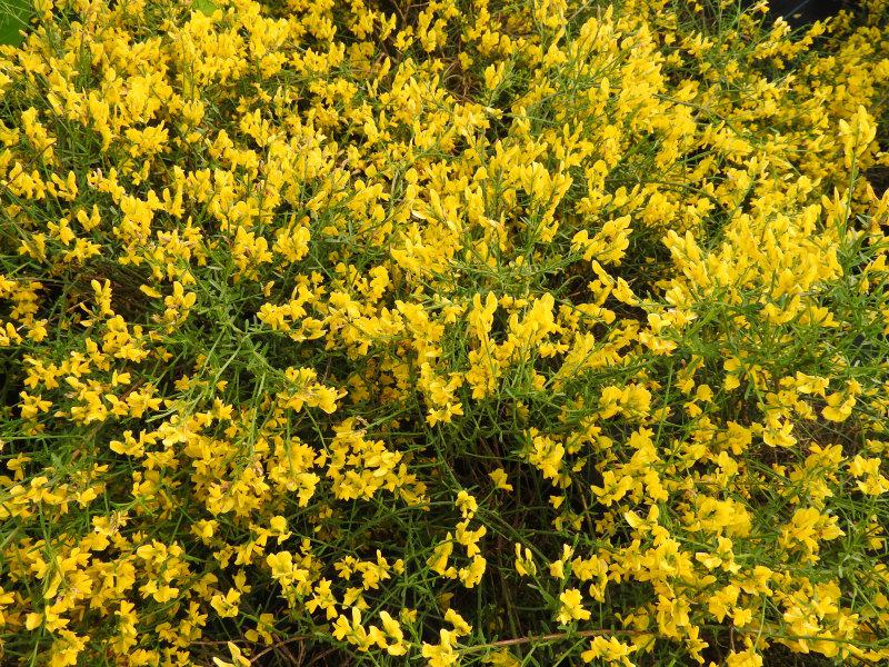 Gelbe Blütenpracht des Balkanginsters