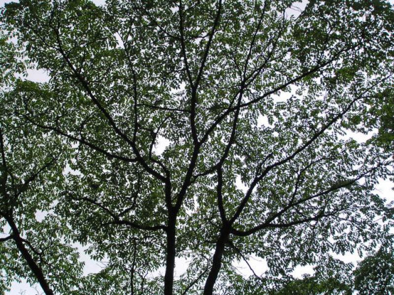 Das lichte Kronendach vom Geweihbaum