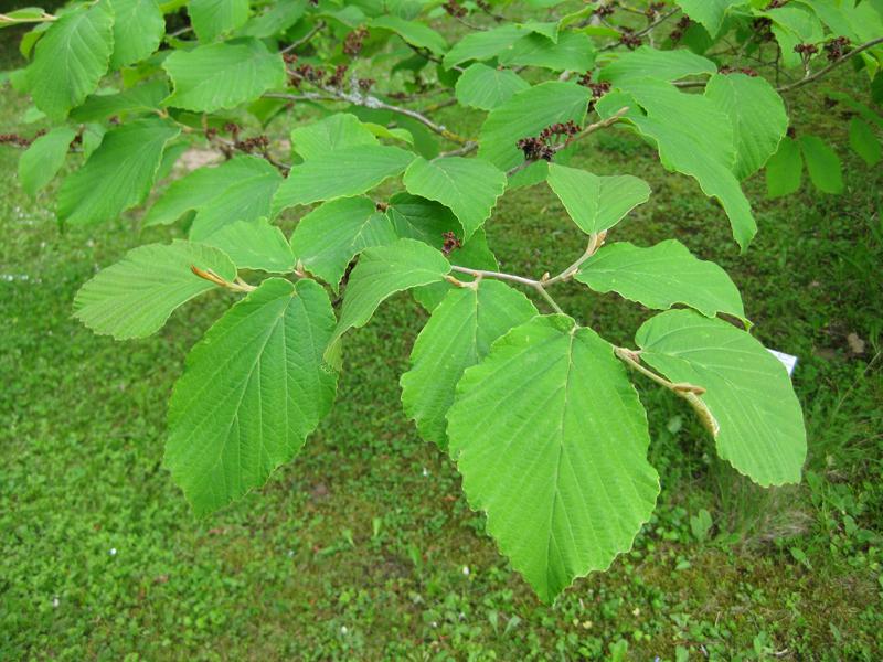 Blätter der Hamamelis intermedia Feuerzauber