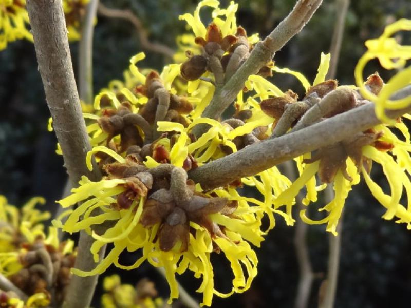 Zaubernuss Westerstede in Blüte