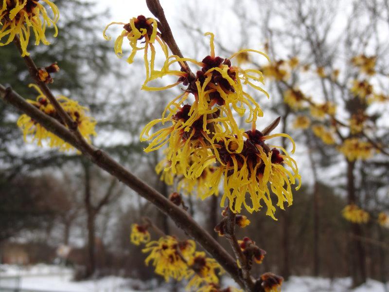 Gelbe Blüten der Zaubernuss Westerstede