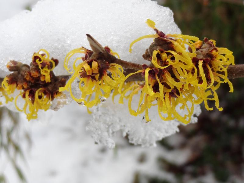 Gelbblühende Hamamelis Westerstede im Winter