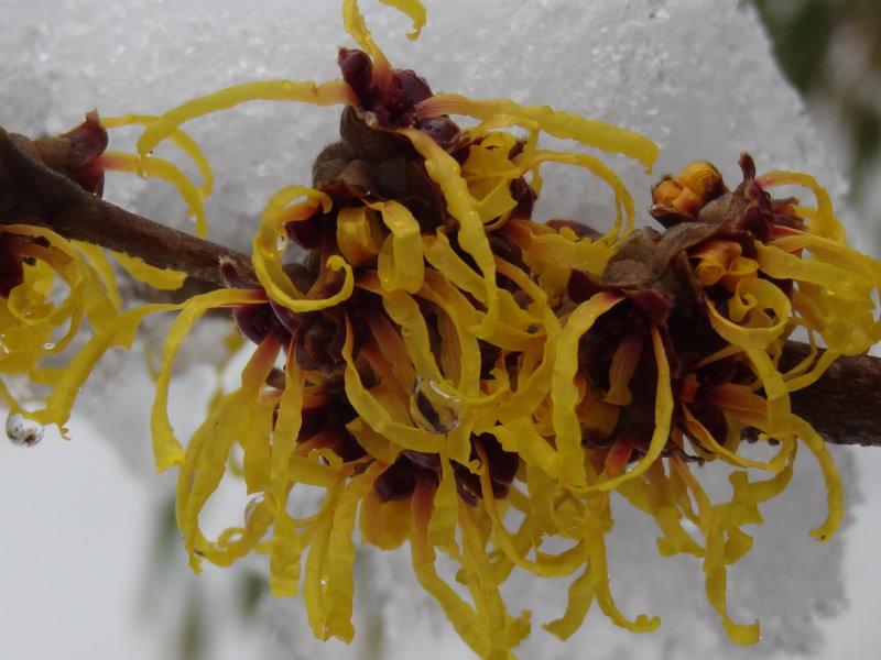 Gelbe Blüte von Zaubernuss Westerstede mit Schnee