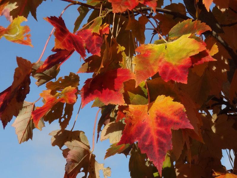 Leuchtende Farben im Herbst: der Rotahorn in Gelb und Rot