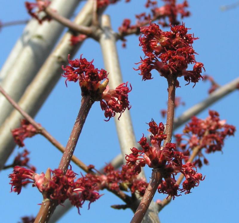 Rotahorn (Acer rubrum) - leuchtend rote Blüte im Frühjahr