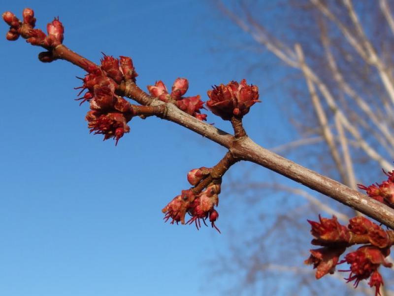 Rote Blüten des Rotahorns im Winter (Acer rubrum)