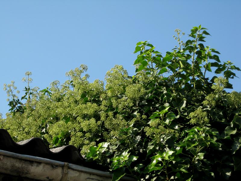 Ein alter blühender Efeu auf einer Mauer