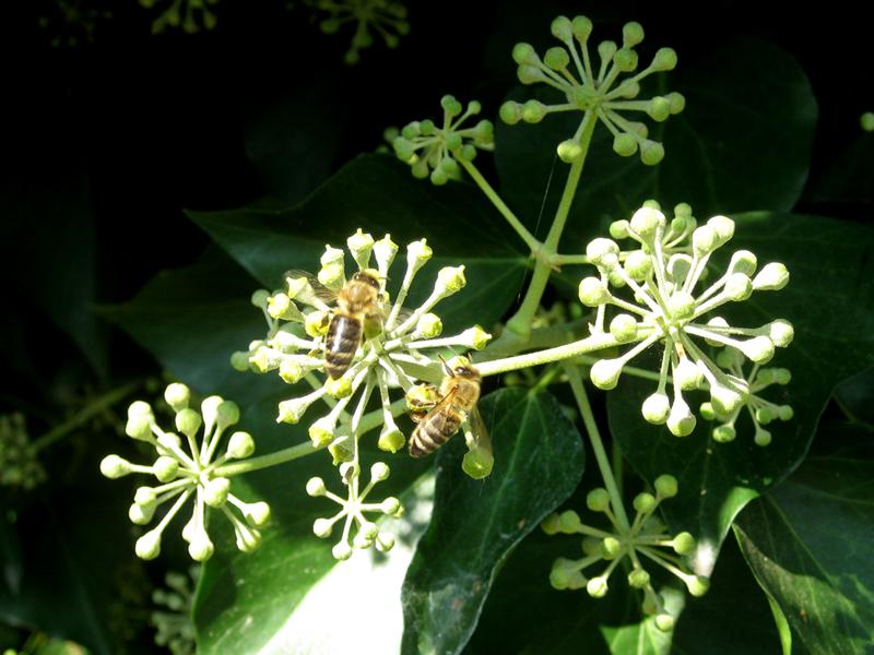 Bienen lieben Efeu-Blüten