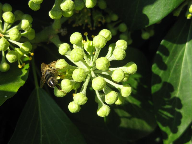 Knospen des Efeus im Spetember