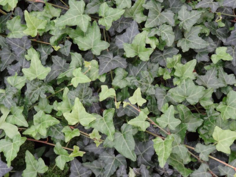 Hedera helix - ein immergrüner Bodendecker