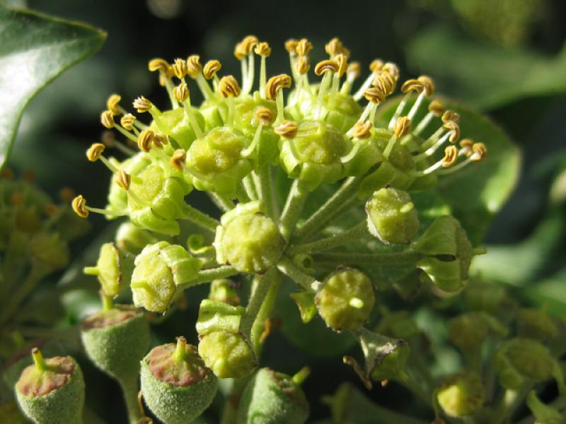 Hedera helix: Nahaufnahme der Blüte