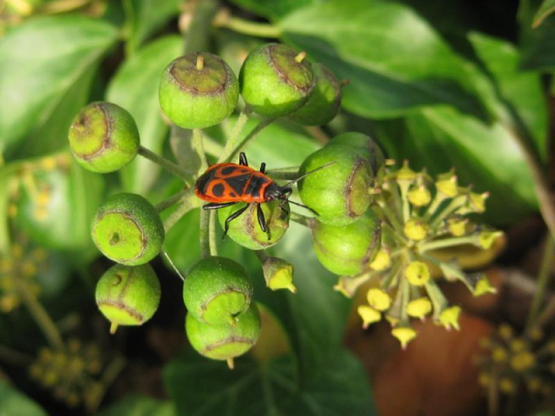 Früchte des Efeus mit Feuerwanze