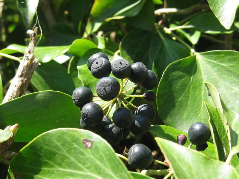 Strauchefeu - schwarze Früchte