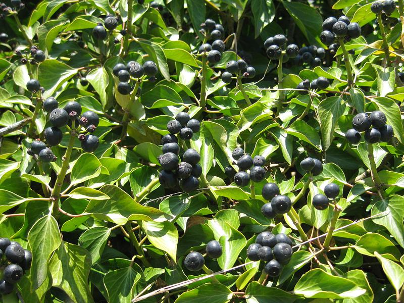 Schwarze Beeren des Strauchefeus