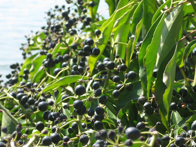 Beeren des Strauchefeus im März