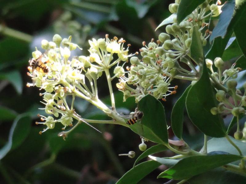 Hedera helix Arborescens, Ziel vieler Insekten