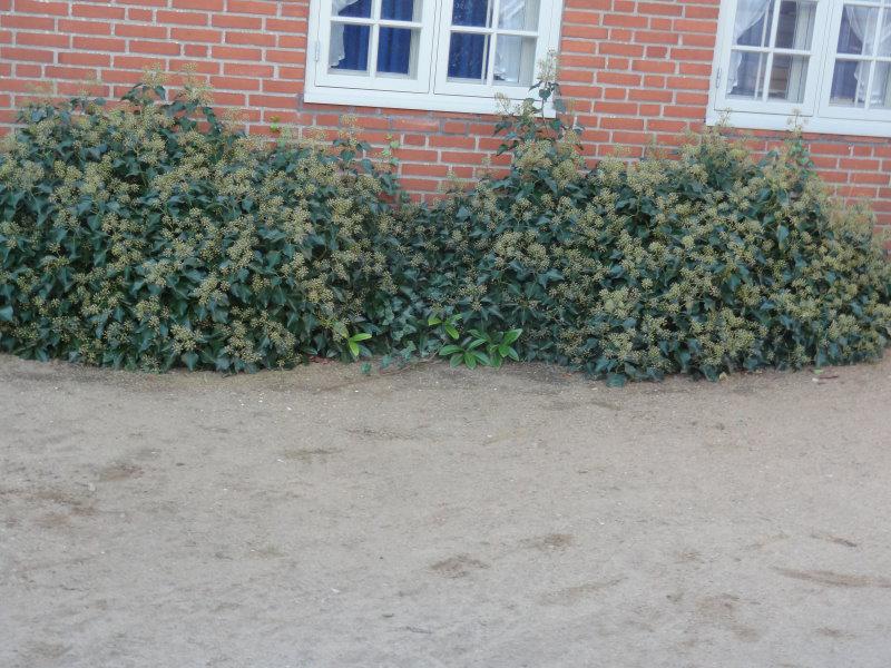 Hedera helix Arborescens als immergrünes, dekoratives Gehölz