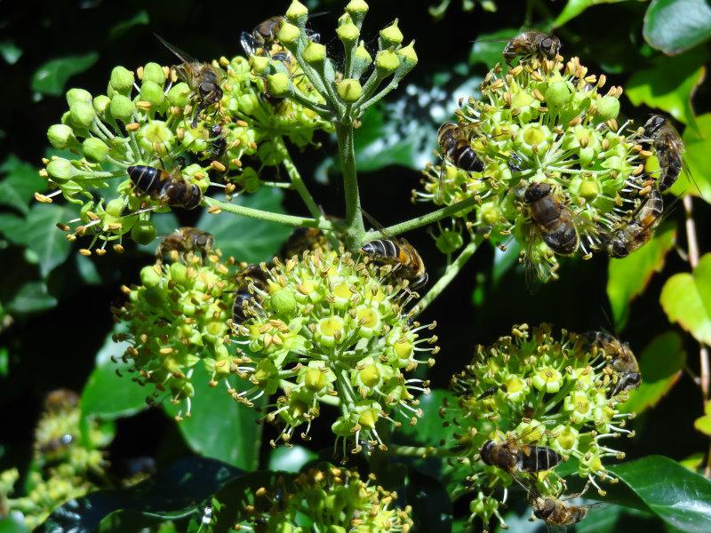 Bei Bienen sehr beliebt: Hedera helix Arborescens