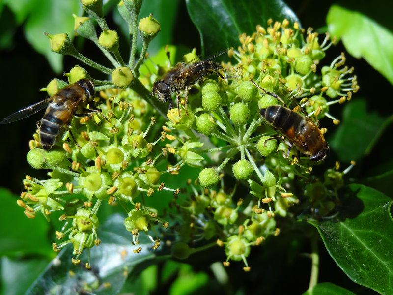 Hedera helix Arborescens - ein ideales Bienennährgehölz