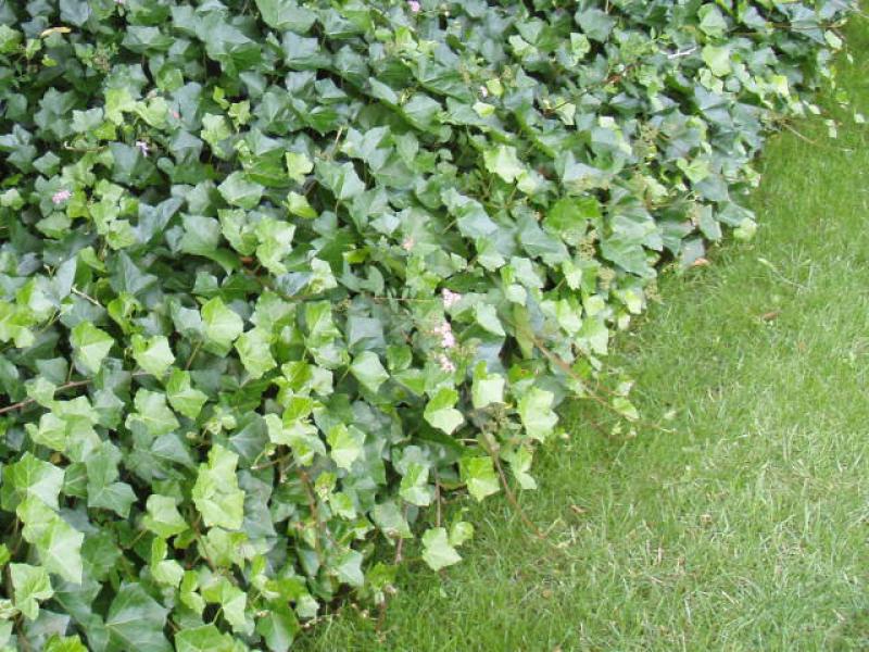 Hedera helix Hibernica als Abgrenzung am Rasen