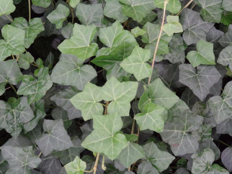 Hedera helix Hibernica